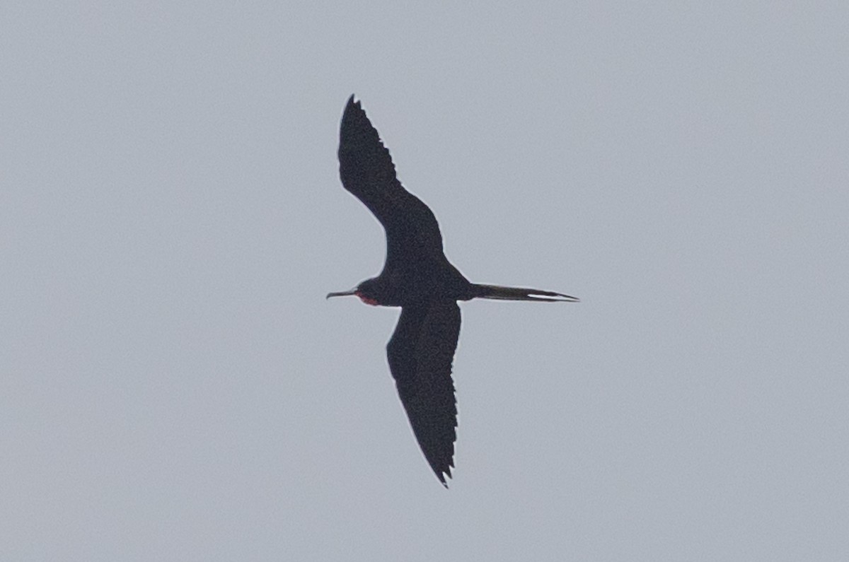 Magnificent Frigatebird - ML496413891