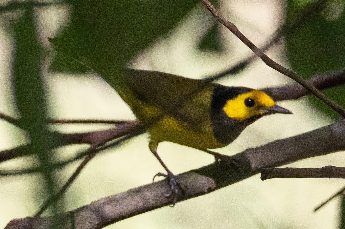 Hooded Warbler - ML496413921