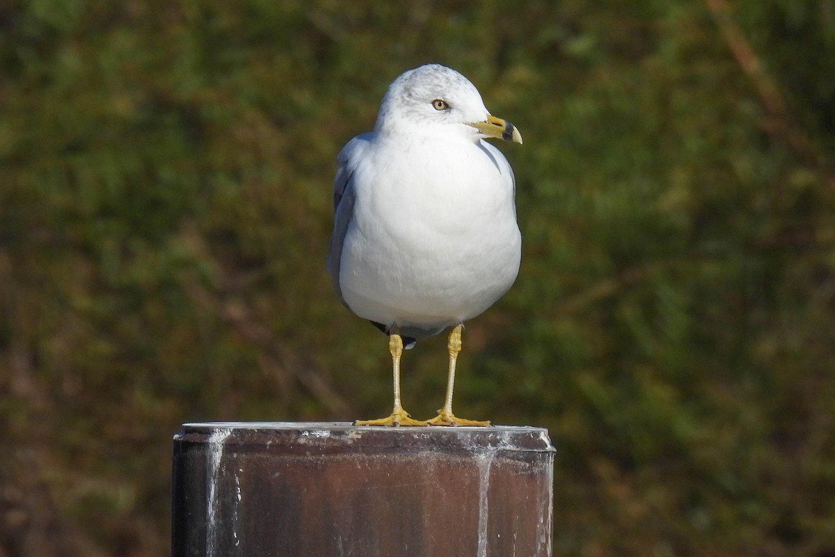 Ring-billed Gull - Sue Parks