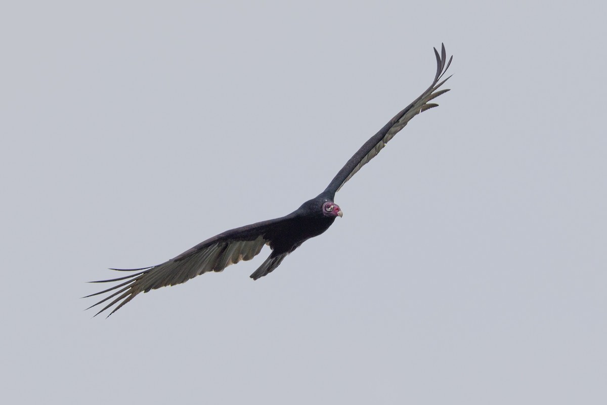 Turkey Vulture - ML496414191