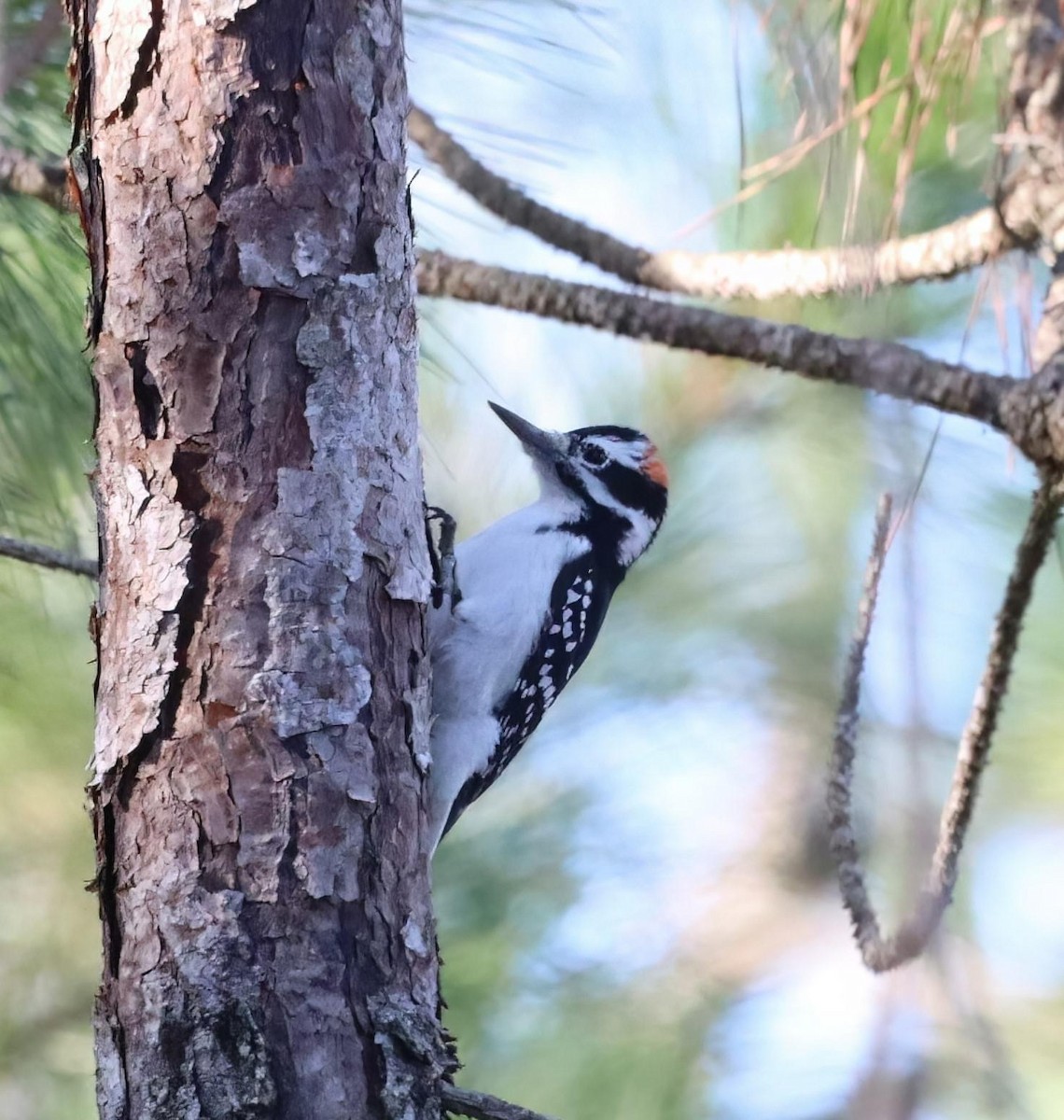 Hairy Woodpecker - ML496414721