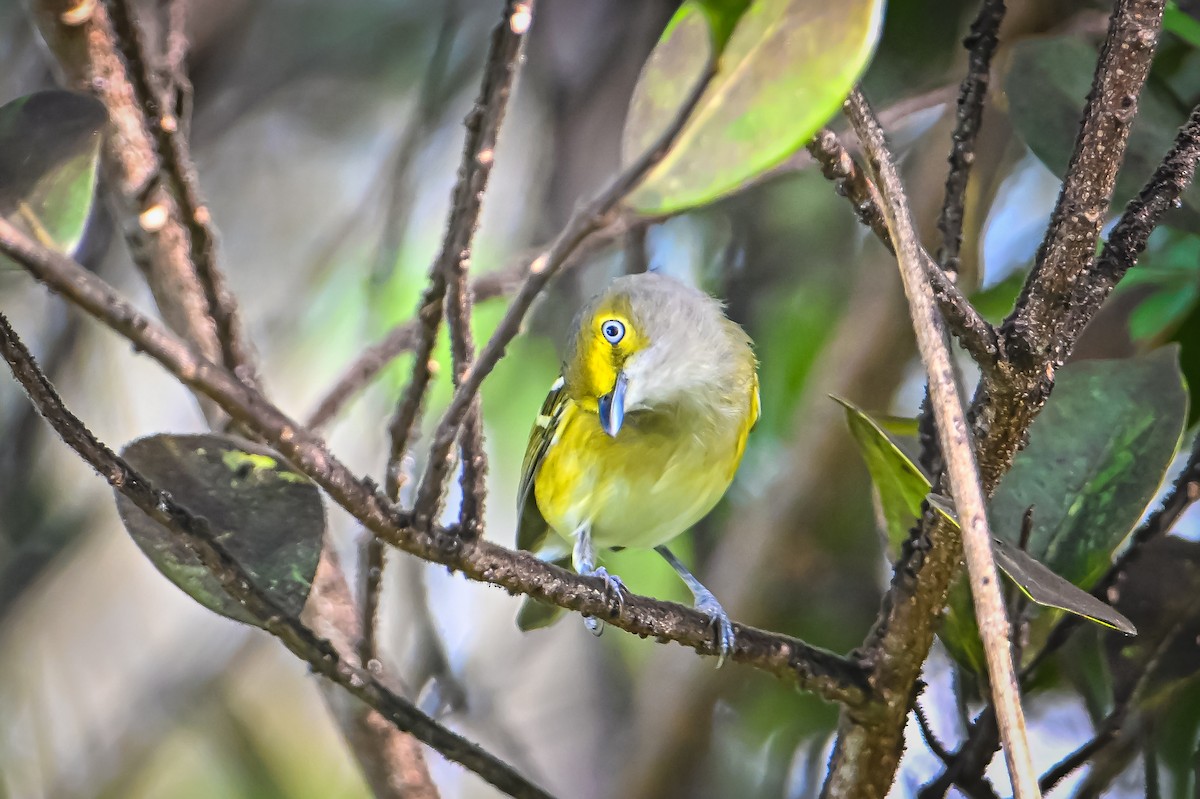 White-eyed Vireo - ML496414991