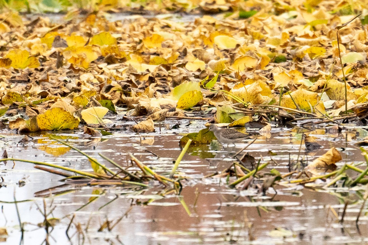 Lesser Yellowlegs - ML496415981