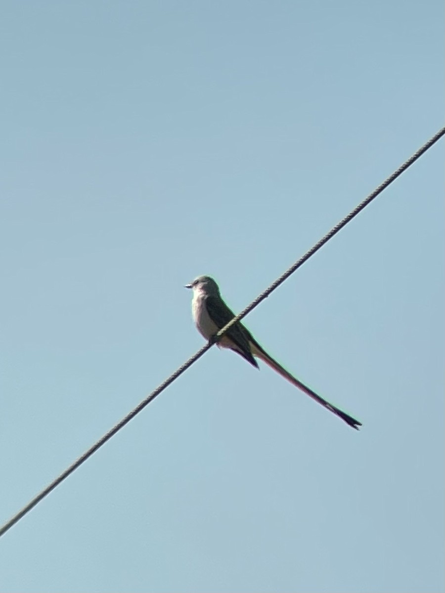 Scissor-tailed Flycatcher - ML496416201
