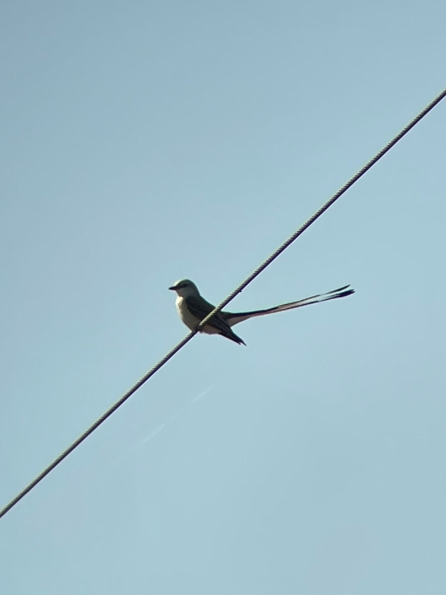 Scissor-tailed Flycatcher - ML496416211