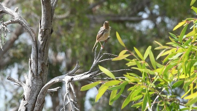 Golden-headed Cisticola - ML496416361