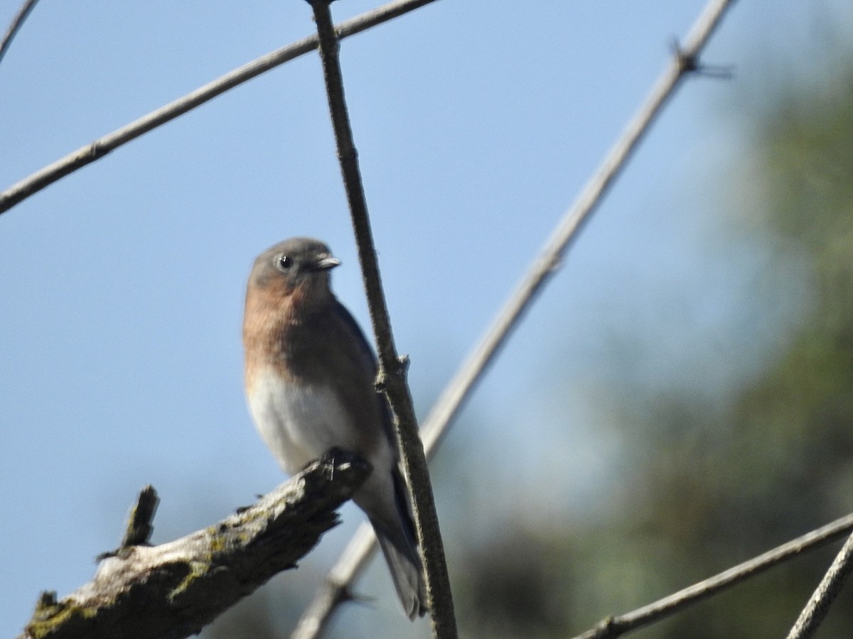 Eastern Bluebird - ML496416861