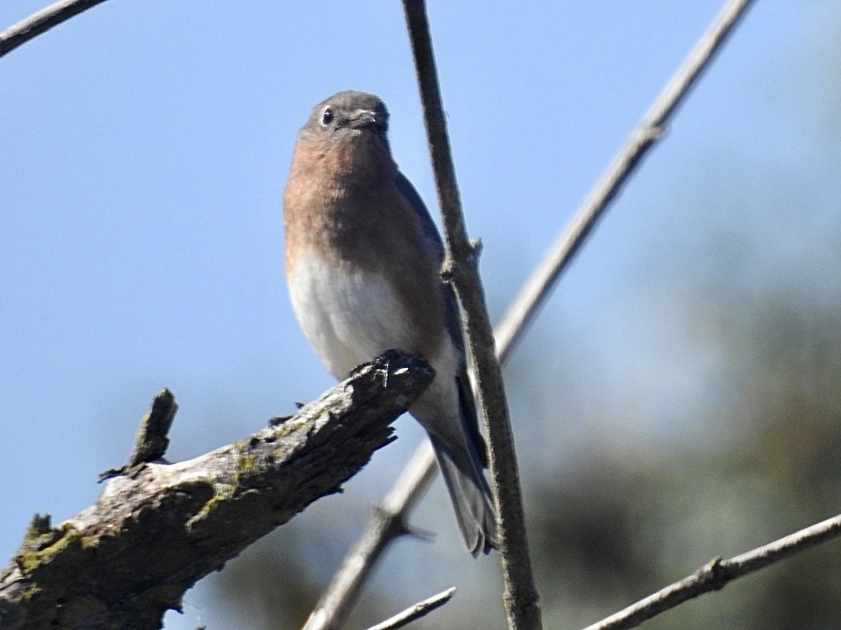 Eastern Bluebird - ML496416881