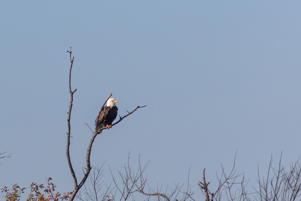 Bald Eagle - ML496419401