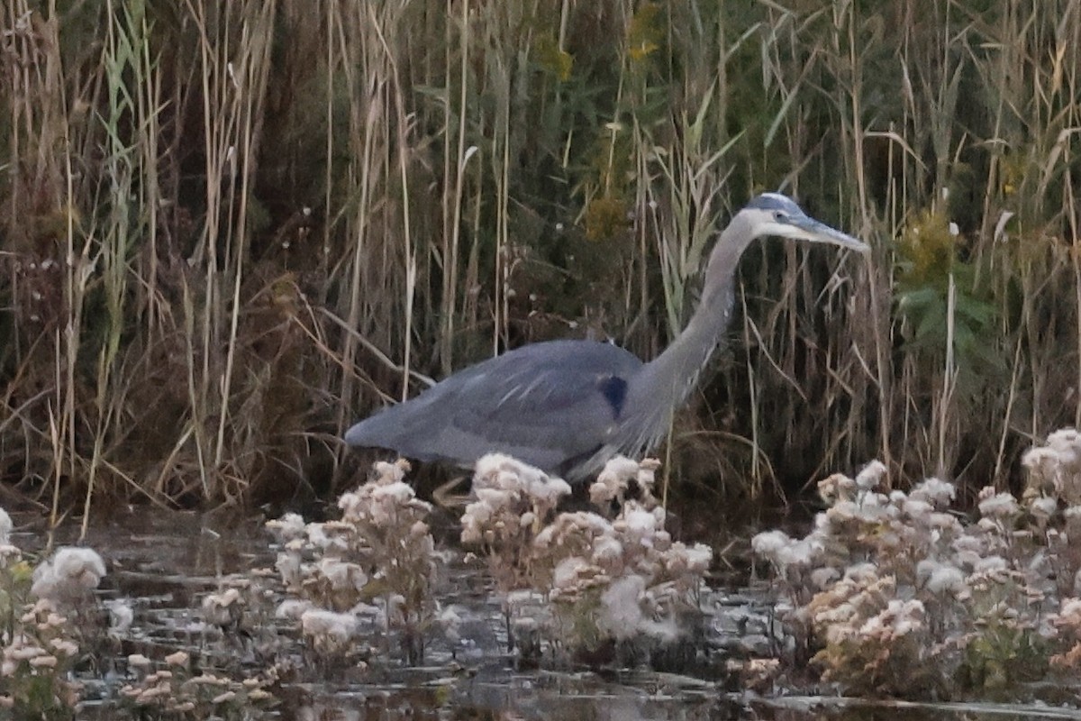 Great Blue Heron - ML496419571