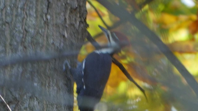 Pileated Woodpecker - ML496419591