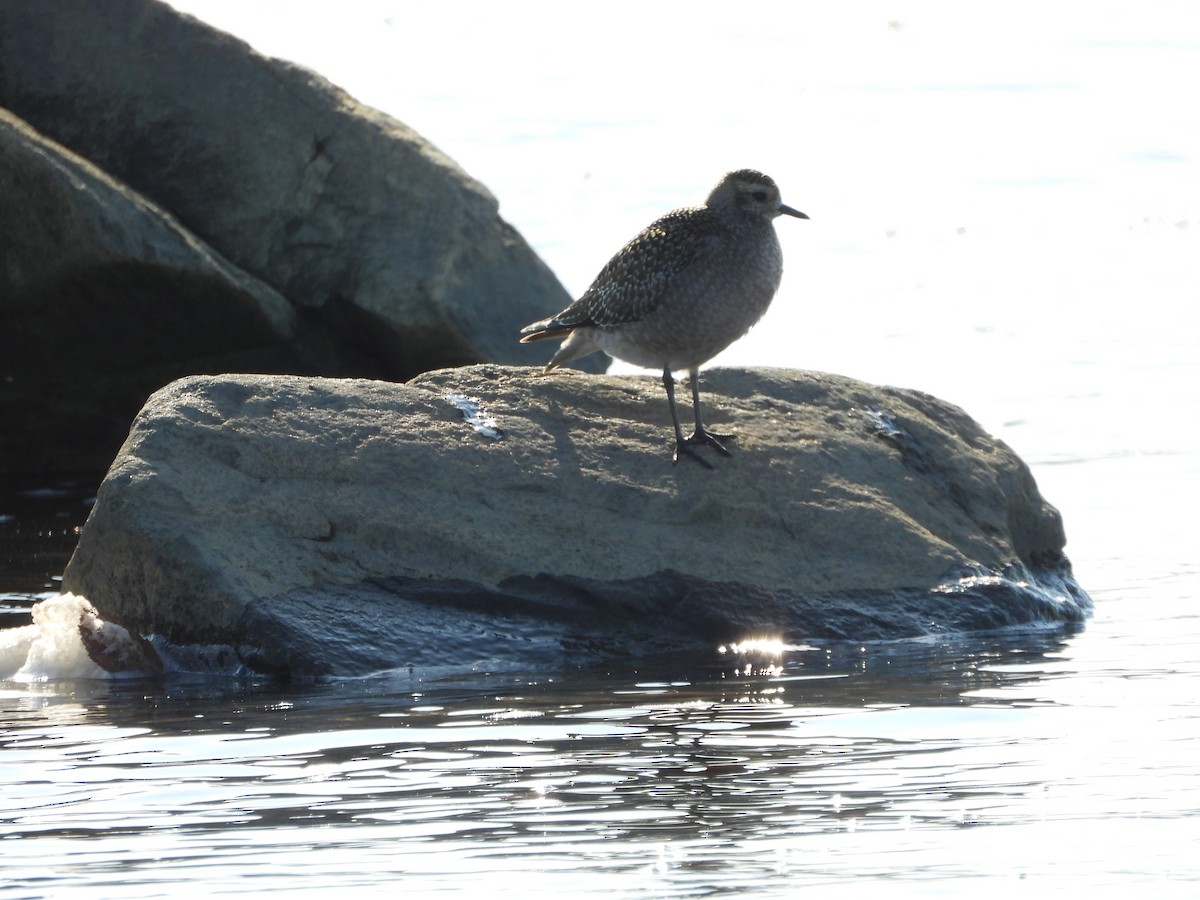 American Golden-Plover - ML496420521