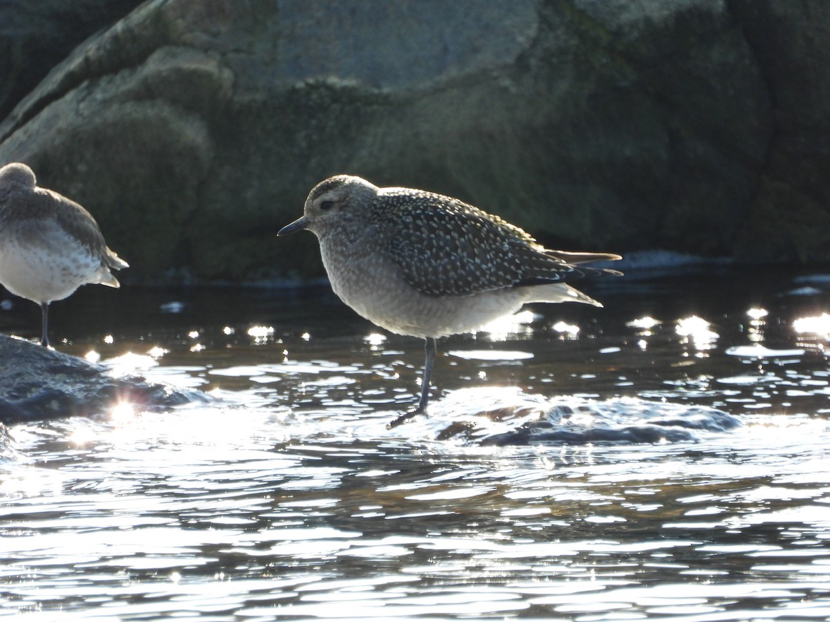 American Golden-Plover - ML496420591