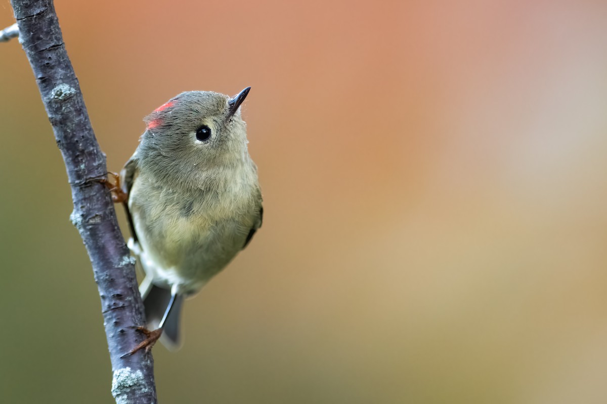 Ruby-crowned Kinglet - ML496420721