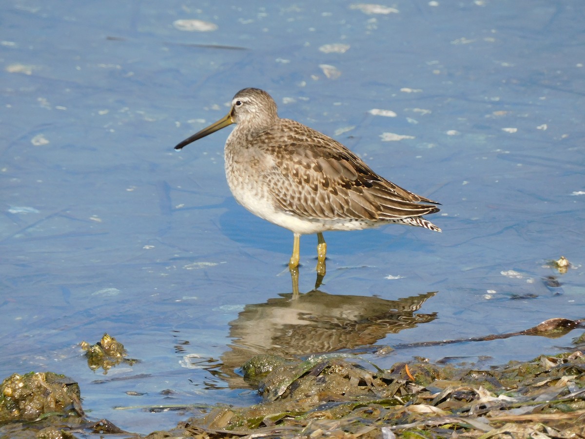 Long-billed Dowitcher - ML496422421