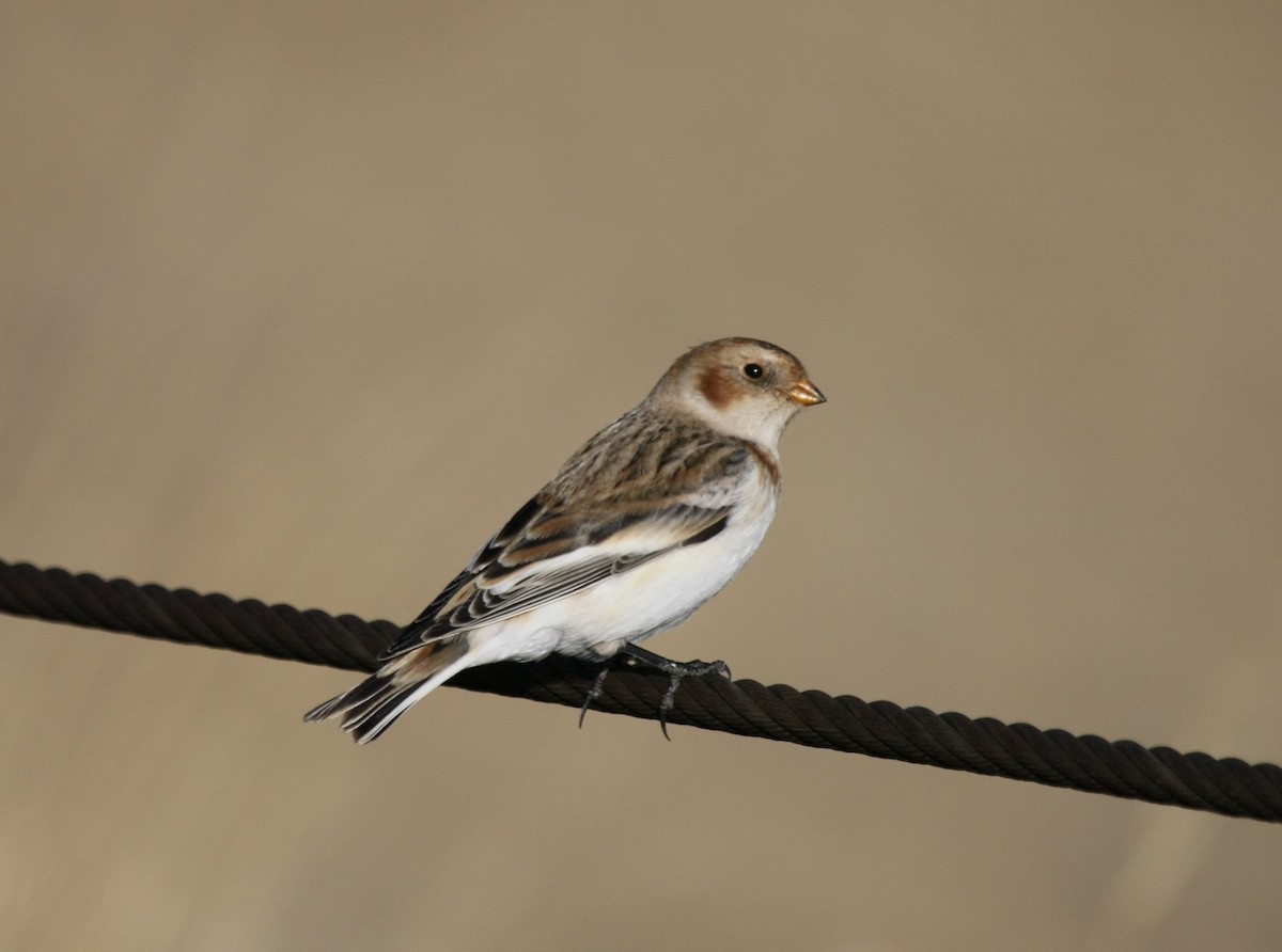 Snow Bunting - ML496423071