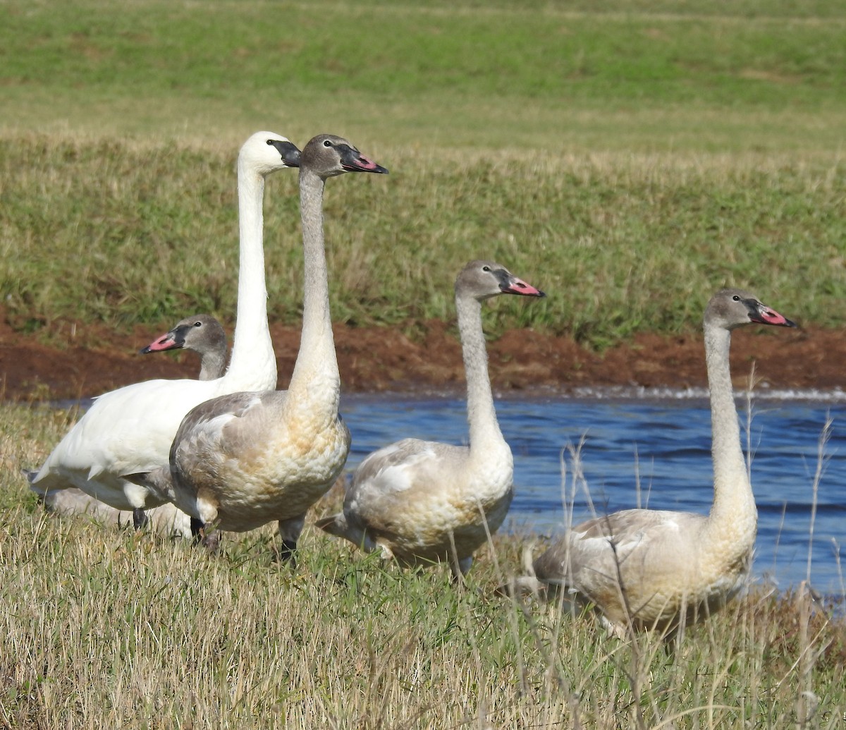 Cygne trompette - ML496423991