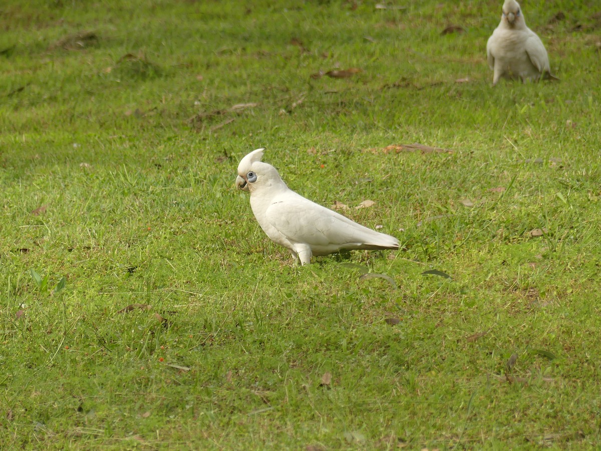 Cacatúa Sanguínea - ML496424351