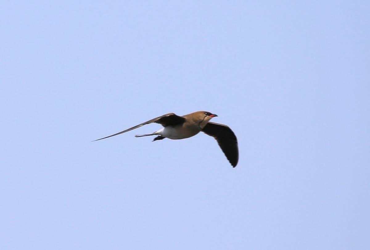 Collared Pratincole - ML496426231