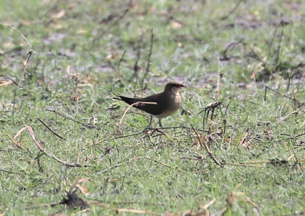 Collared Pratincole - ML496426251