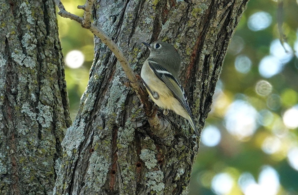 Ruby-crowned Kinglet - ML496426281