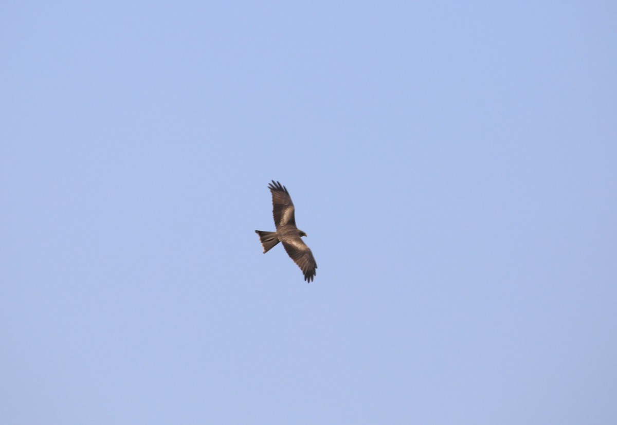 Black Kite (Yellow-billed) - ML496427491