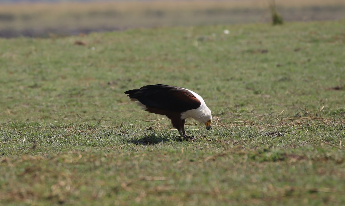 Schreiseeadler - ML496427651