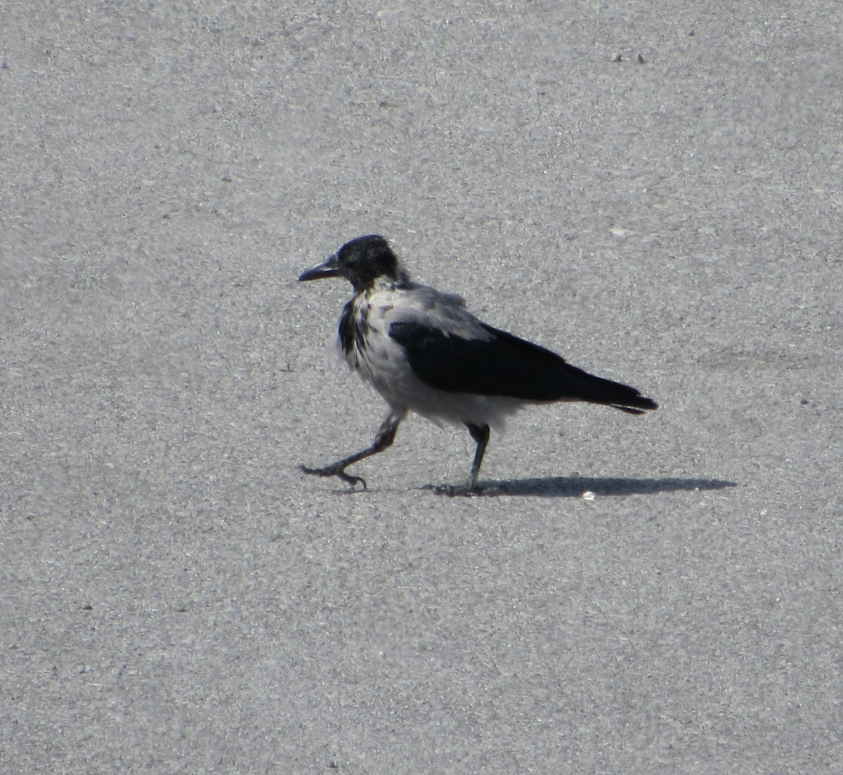 Hooded Crow - ML496427791