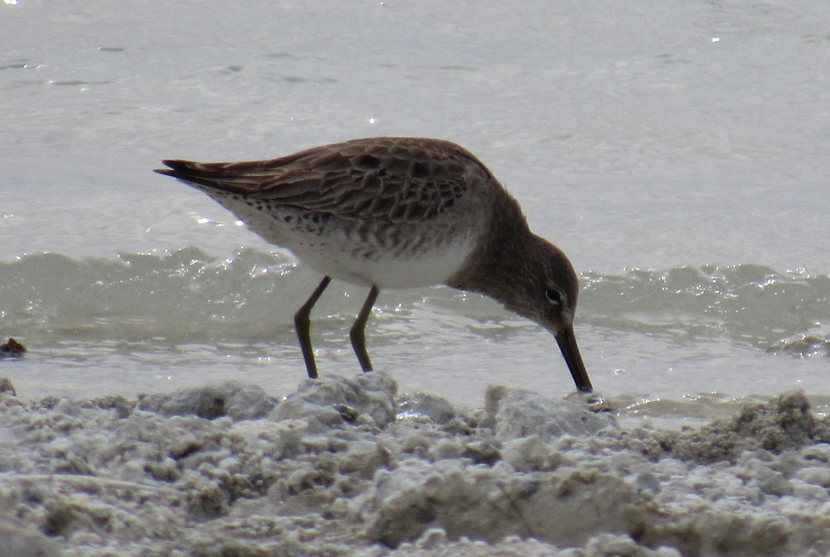 Long-billed Dowitcher - Wendy McCrady