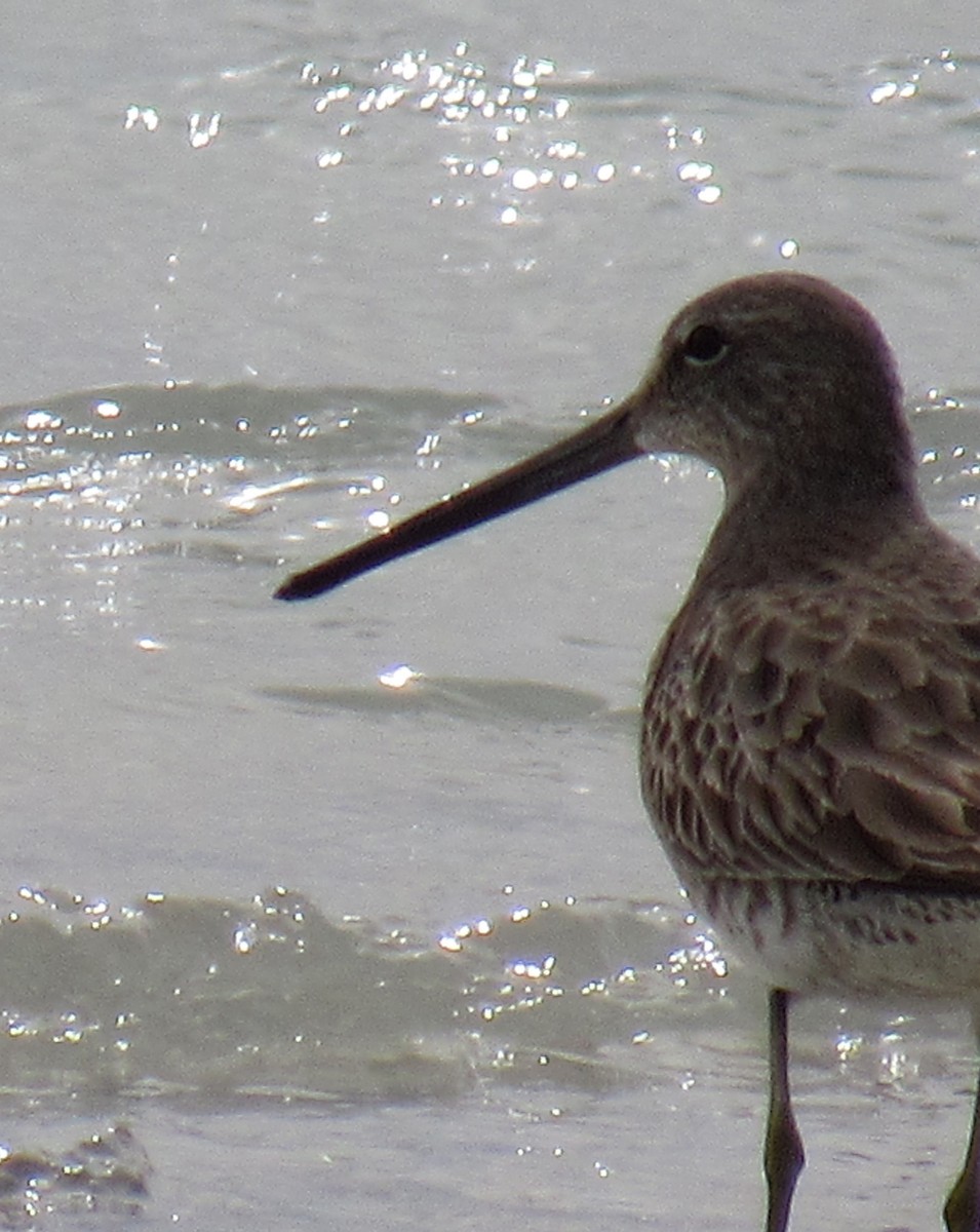 Long-billed Dowitcher - Wendy McCrady