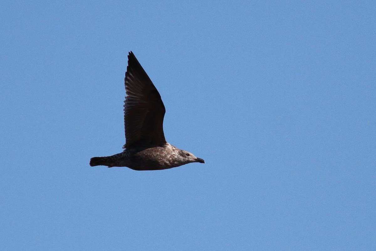 Herring Gull (American) - ML496428941