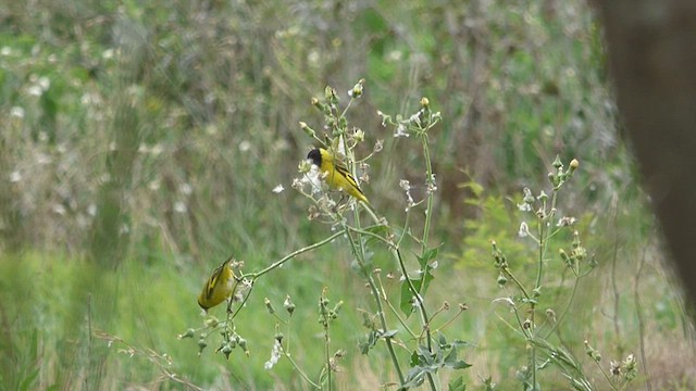 Hooded Siskin - ML496429651