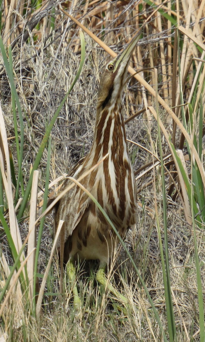 American Bittern - ML49643001