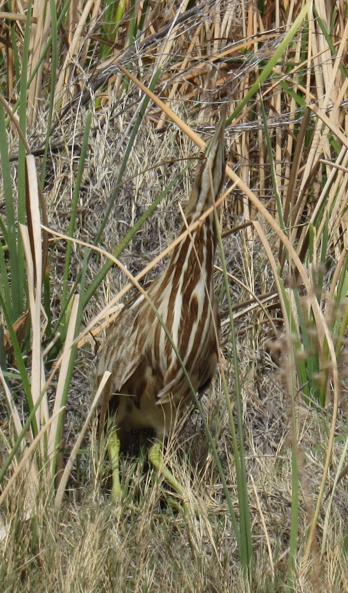 American Bittern - ML49643011