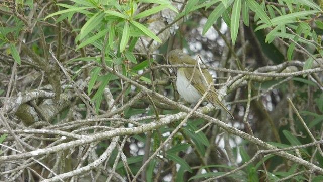 brunøyevireo - ML496430521