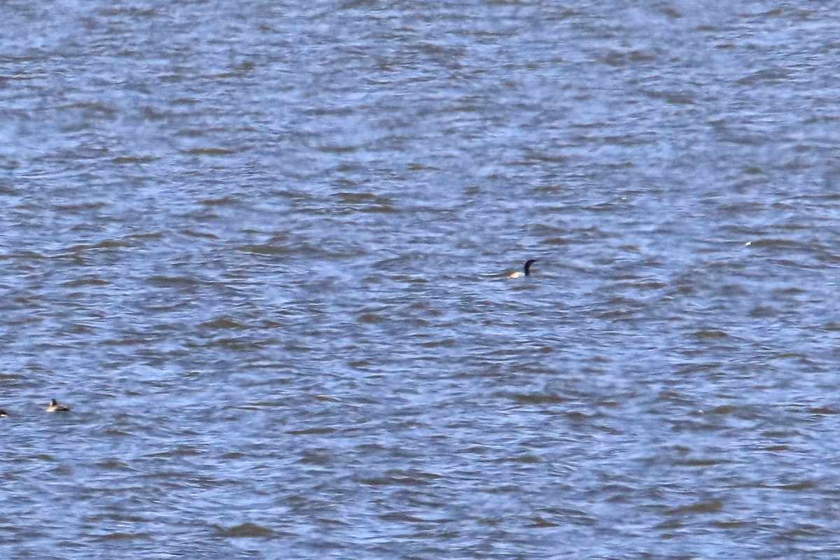 Common Loon - ML496430621