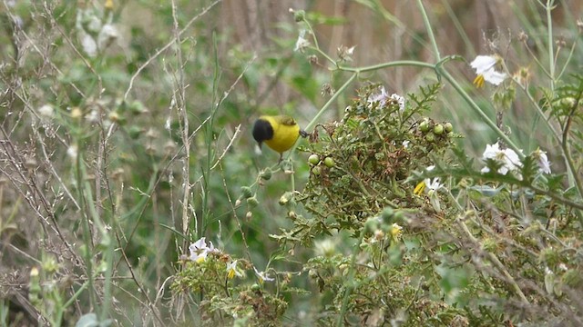 Hooded Siskin - ML496431251