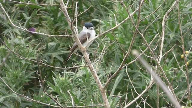 White-naped Xenopsaris - ML496431641