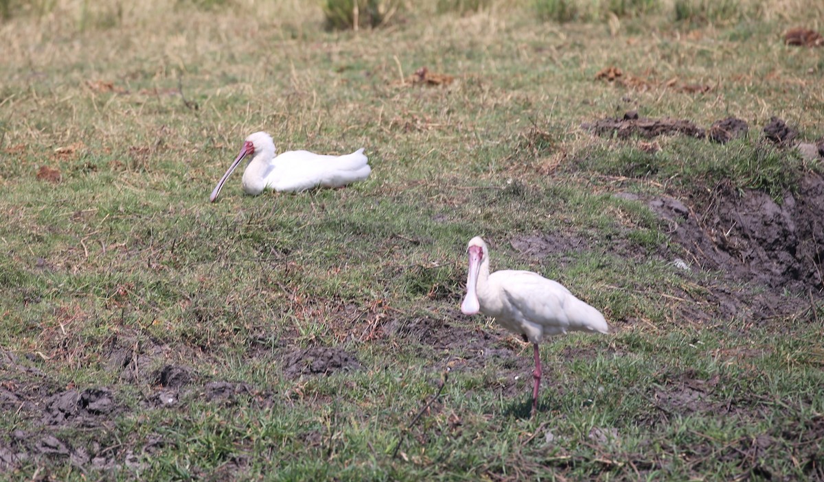 African Spoonbill - ML496432531