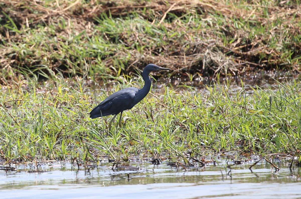 Slaty Egret - Kevin Sarsfield