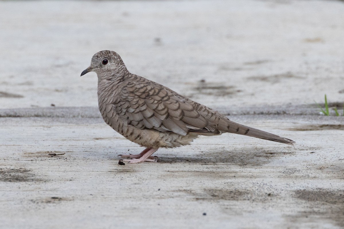 Inca Dove - ML496433361