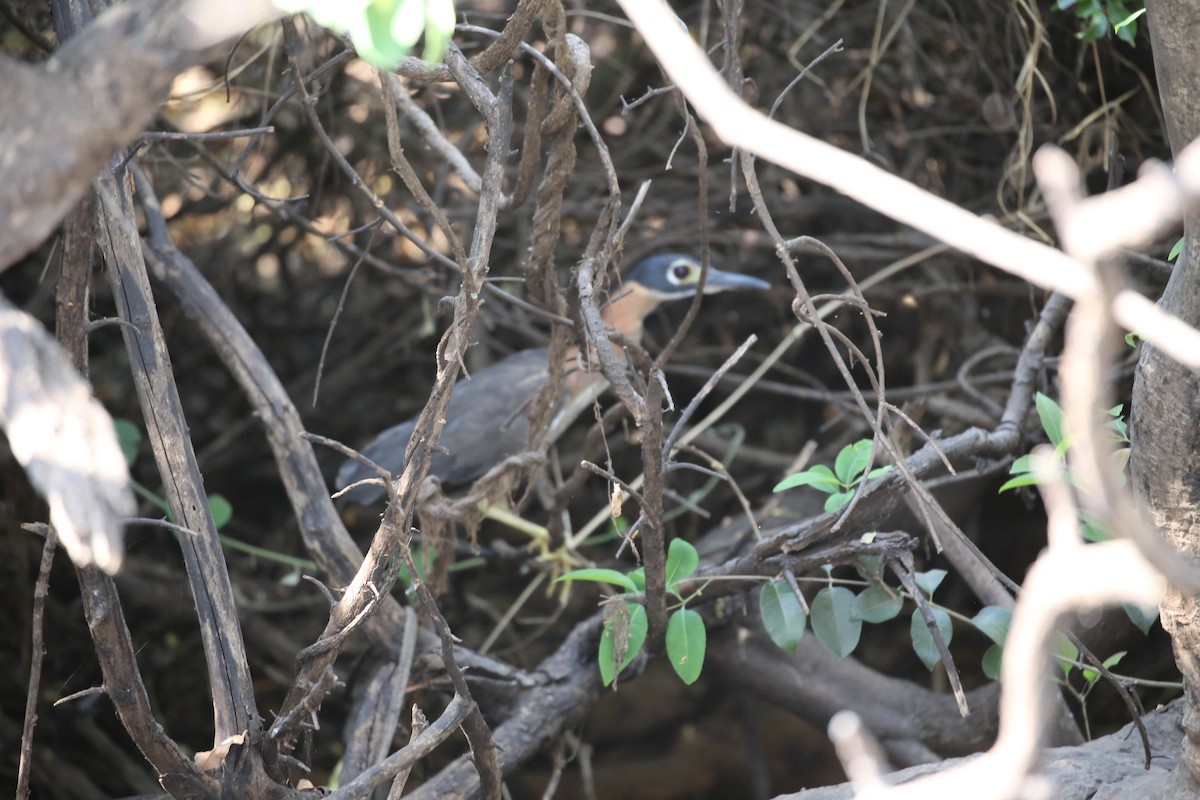 White-backed Night Heron - ML496434771