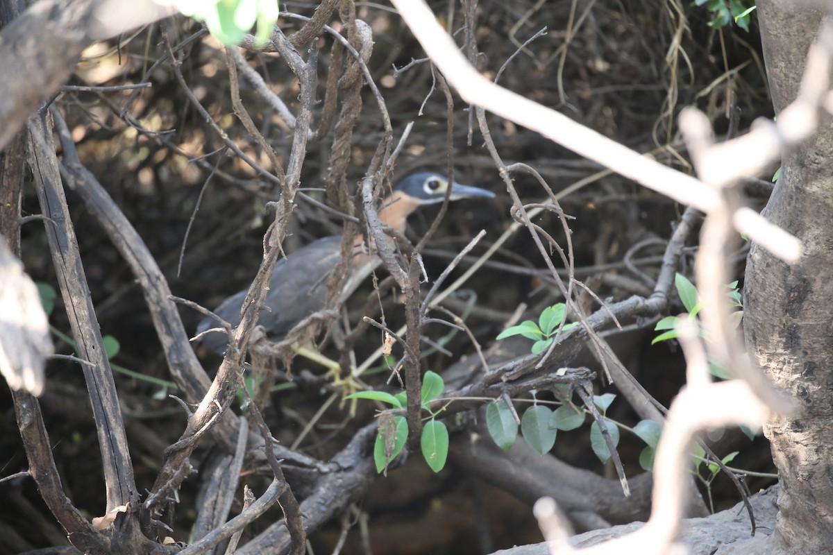 White-backed Night Heron - ML496434781