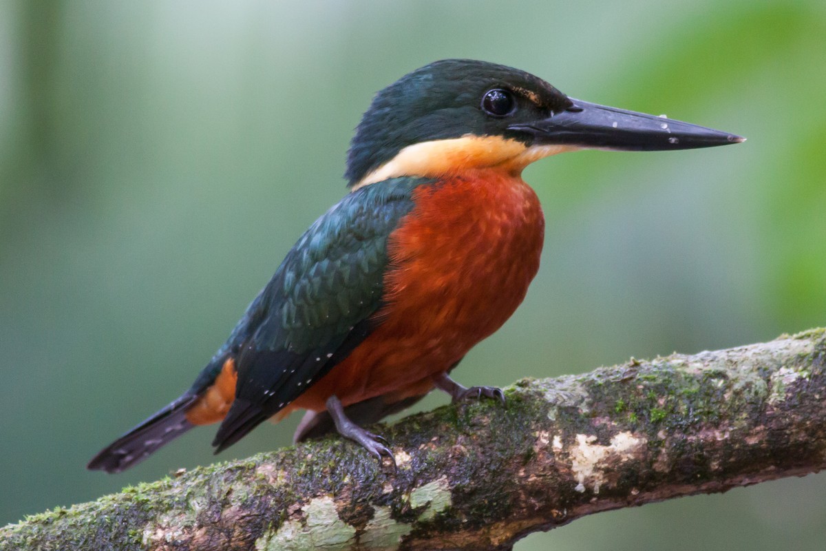 Green-and-rufous Kingfisher - ML49643561