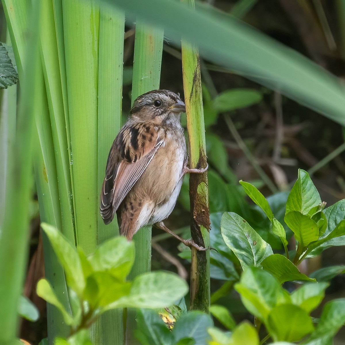 Swamp Sparrow - ML496435671