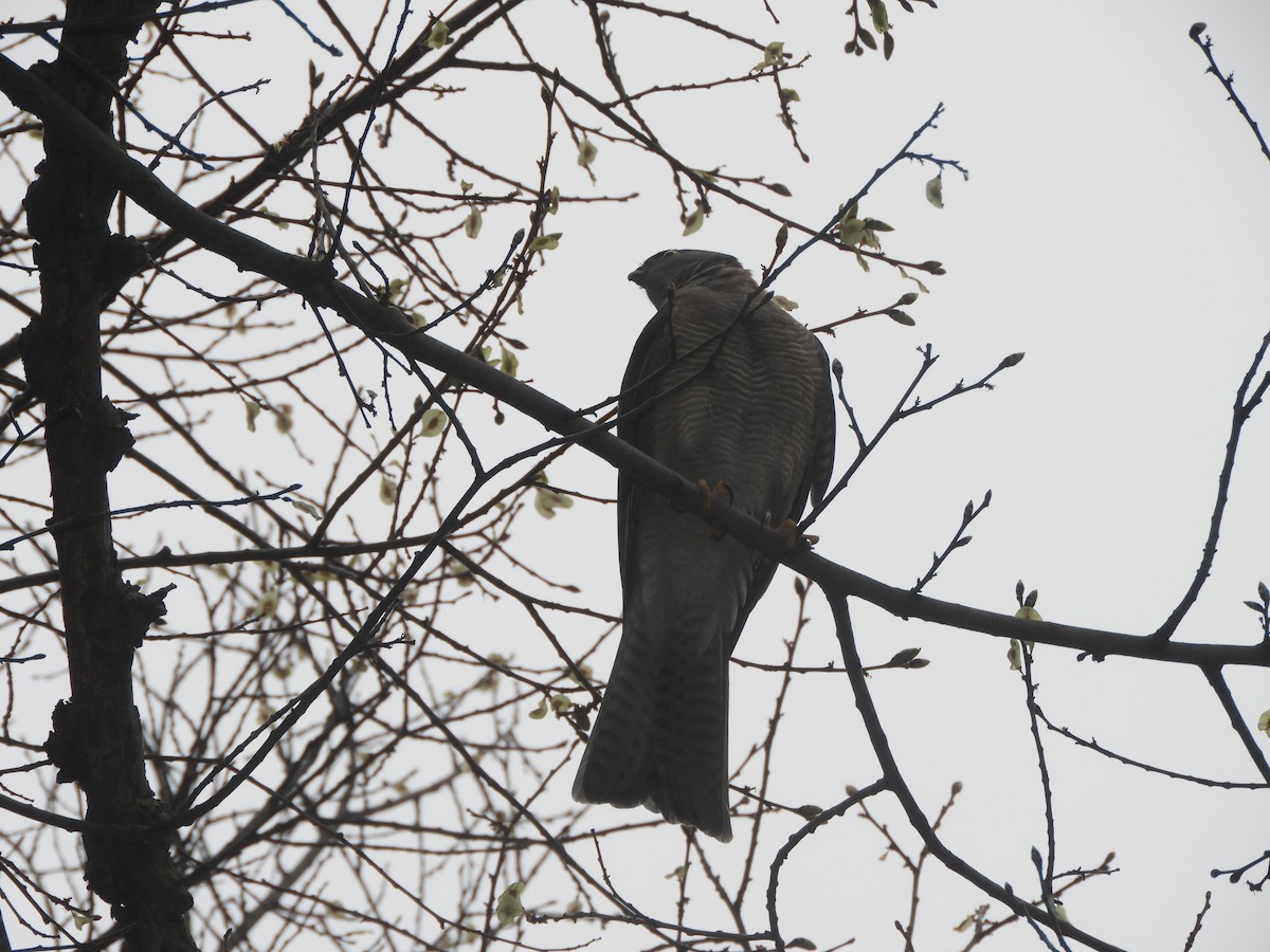 Collared Sparrowhawk - ML496435741