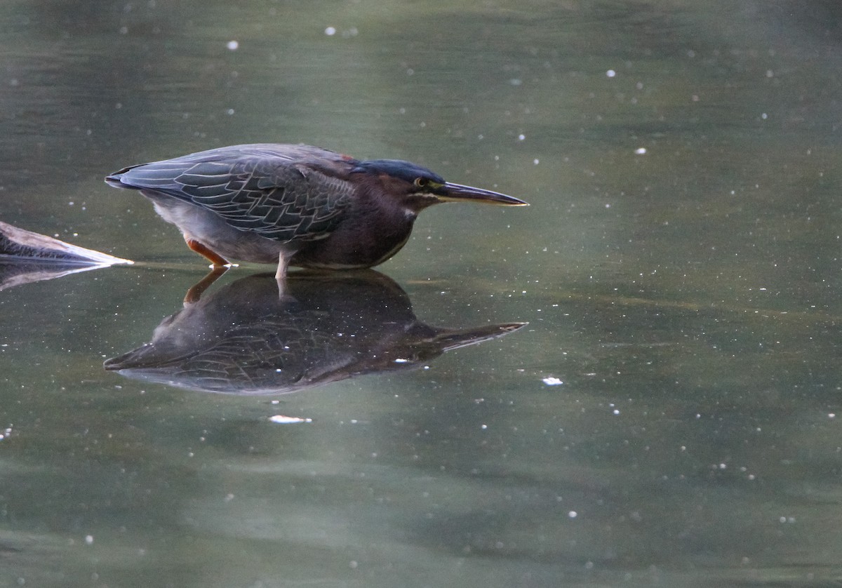 Green Heron - ML496436121