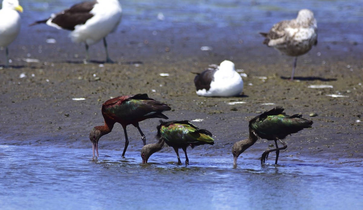 White-faced Ibis - ML496436131