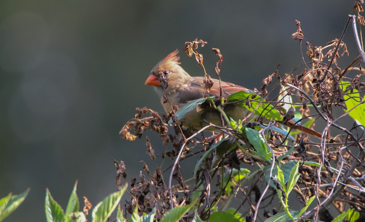 Cardinal rouge - ML496436341