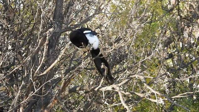 Black-billed Magpie - ML496436481